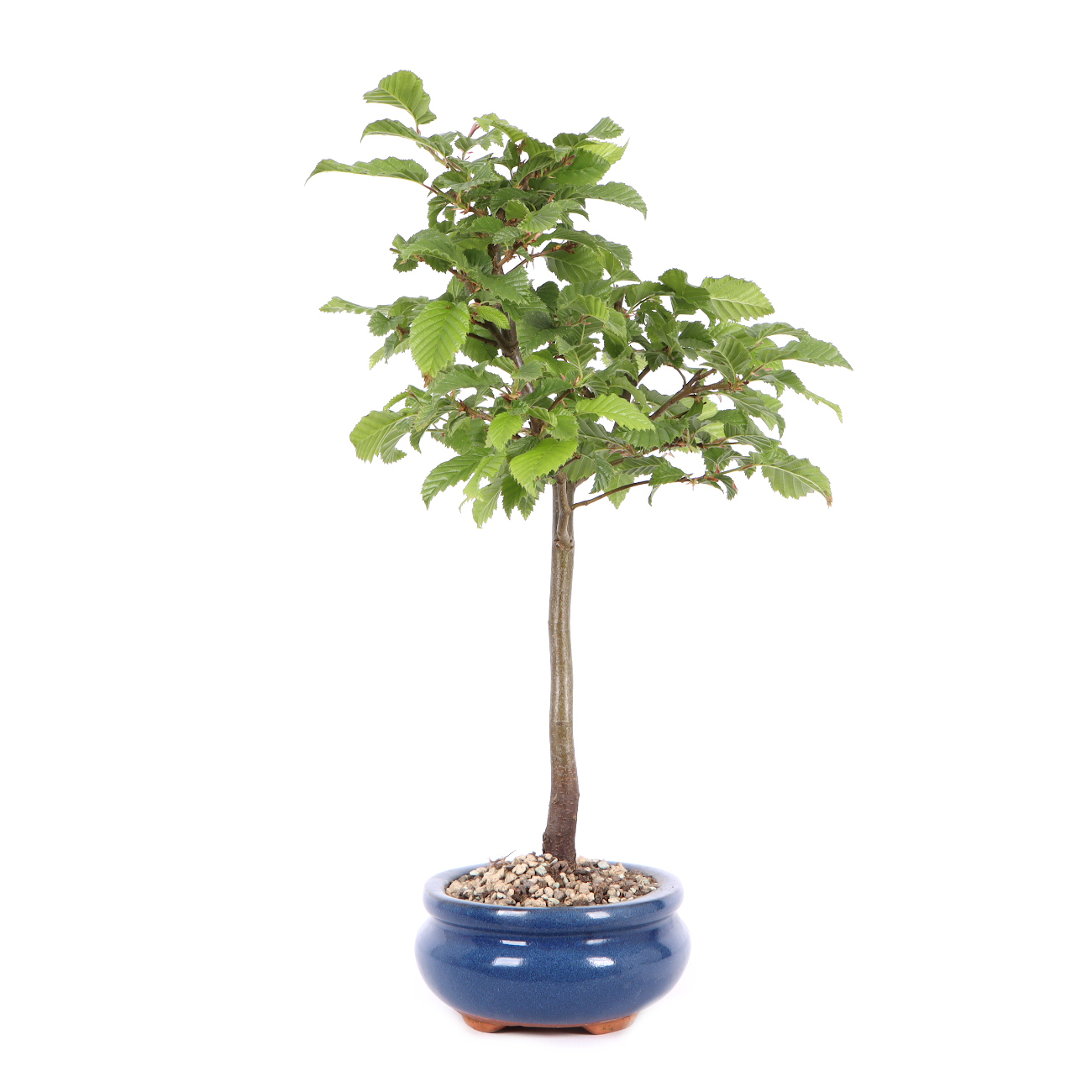 Seitenansicht rechts