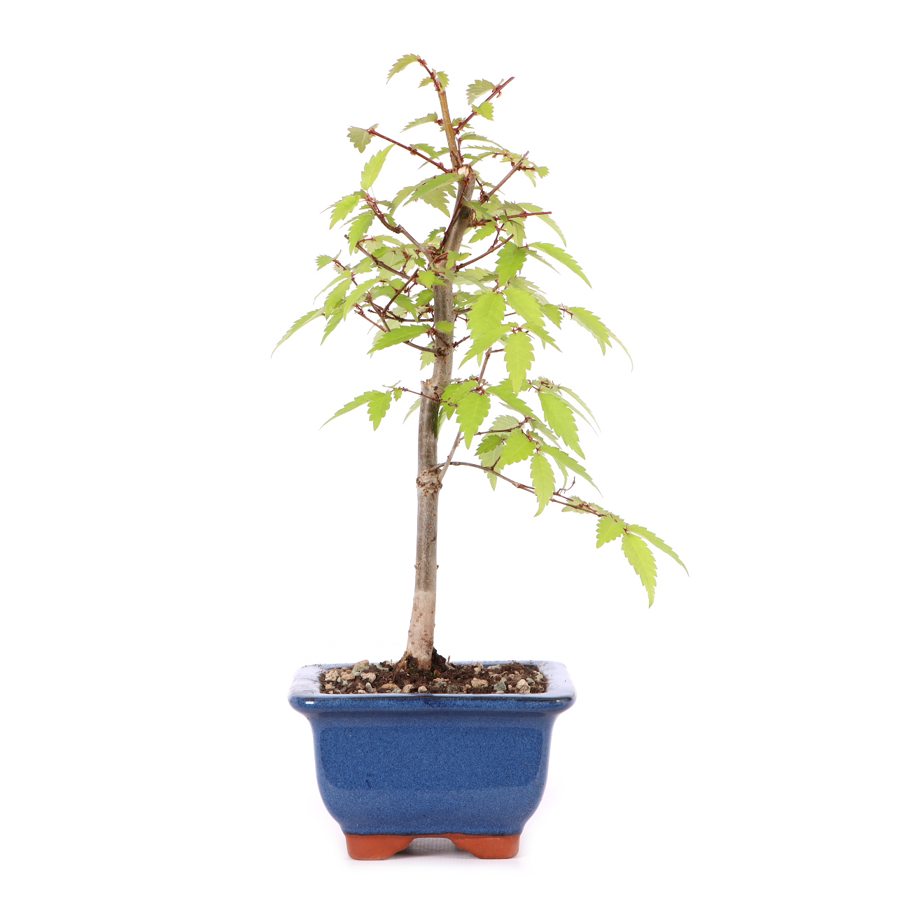 Zelkova serrata