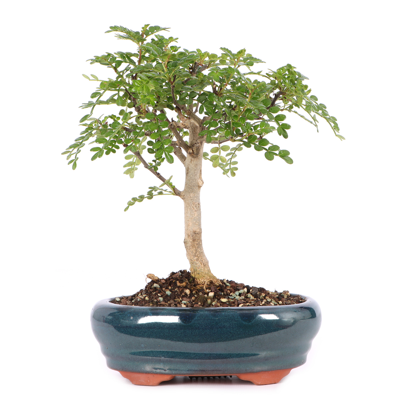 Zanthoxylum spec.