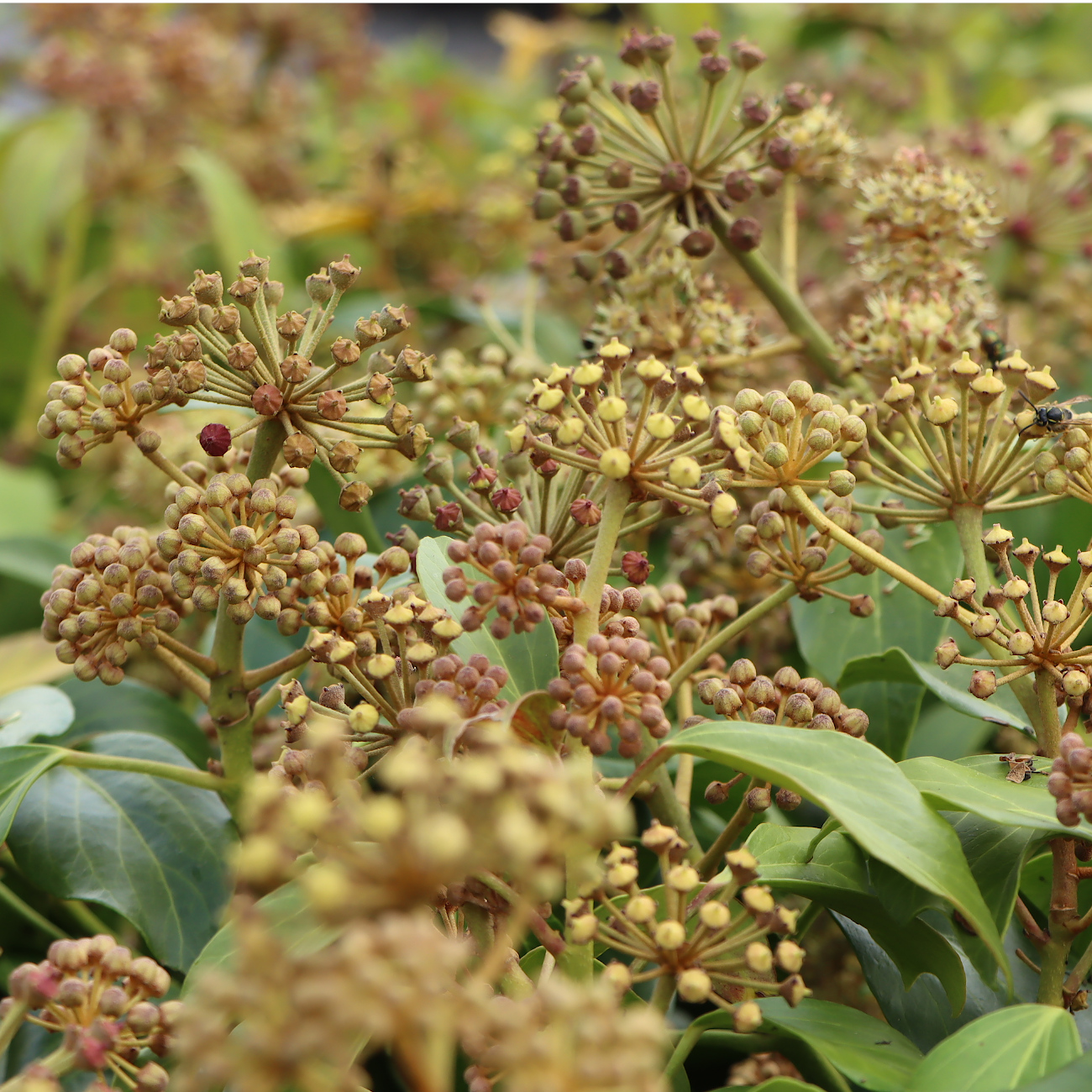 Hedera colchica 'Fall Favourite'