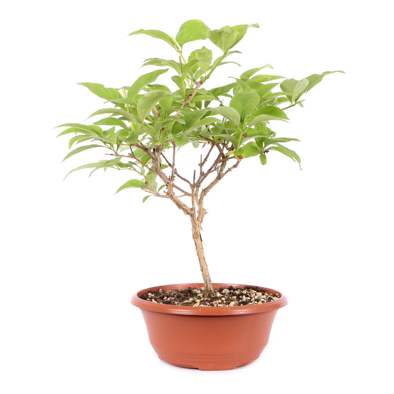 Seitenansicht rechts