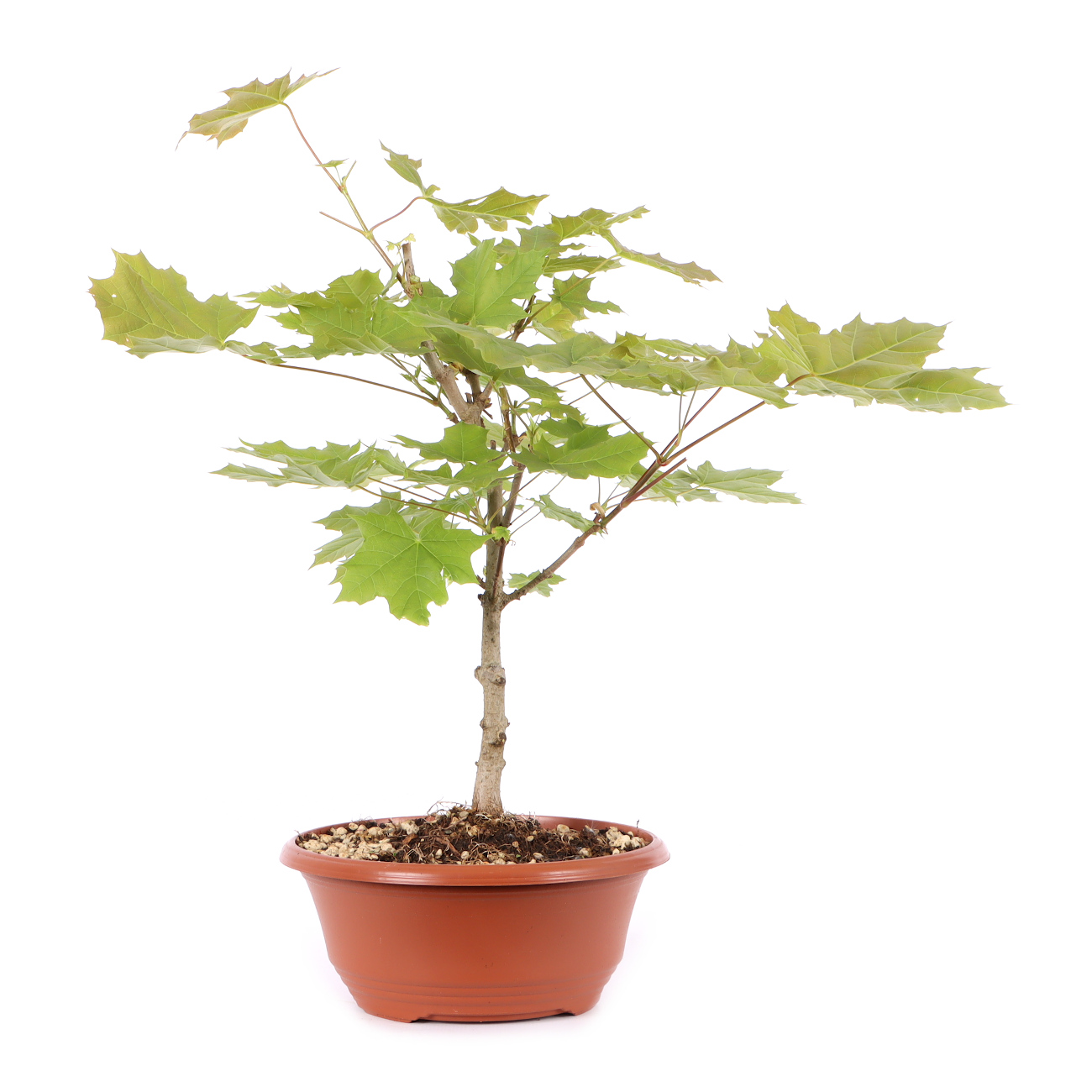 Acer platanoides