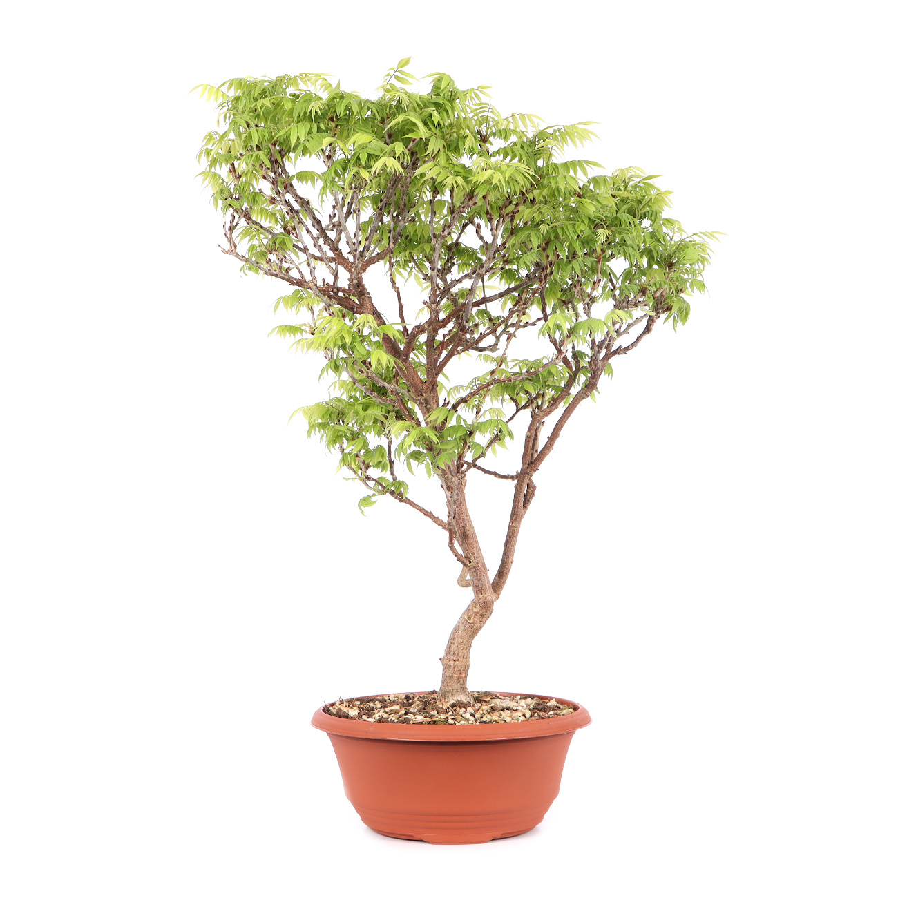 Millettia japonica 'Hime Fuji'