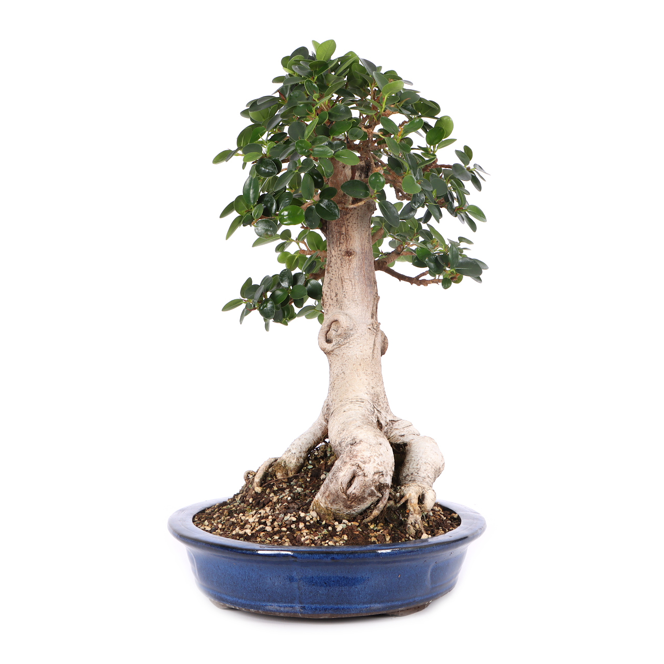 Ficus microcarpa 'Shiny'