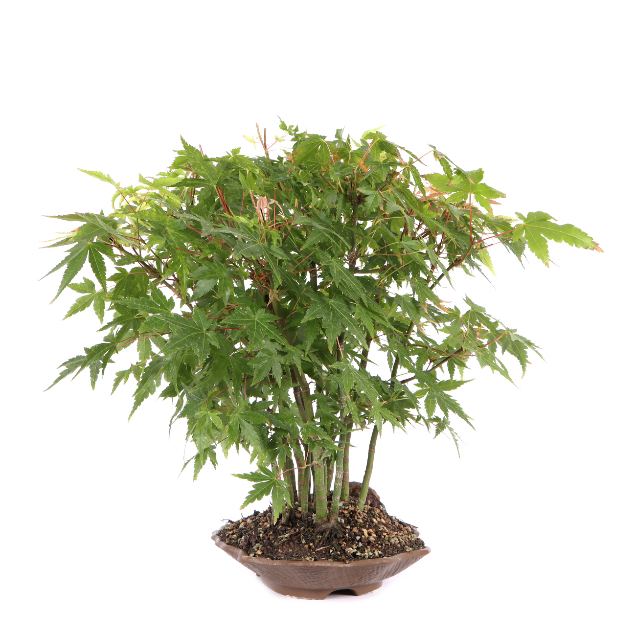 Seitenansicht rechts