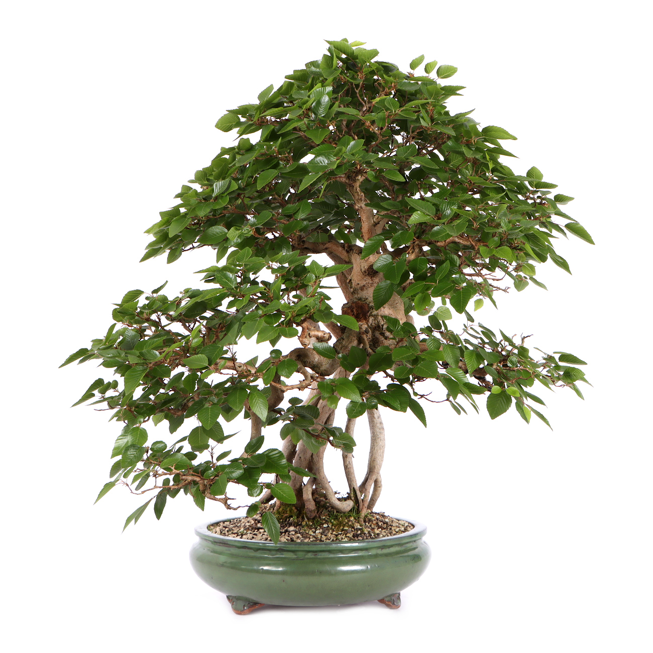 Seitenansicht rechts