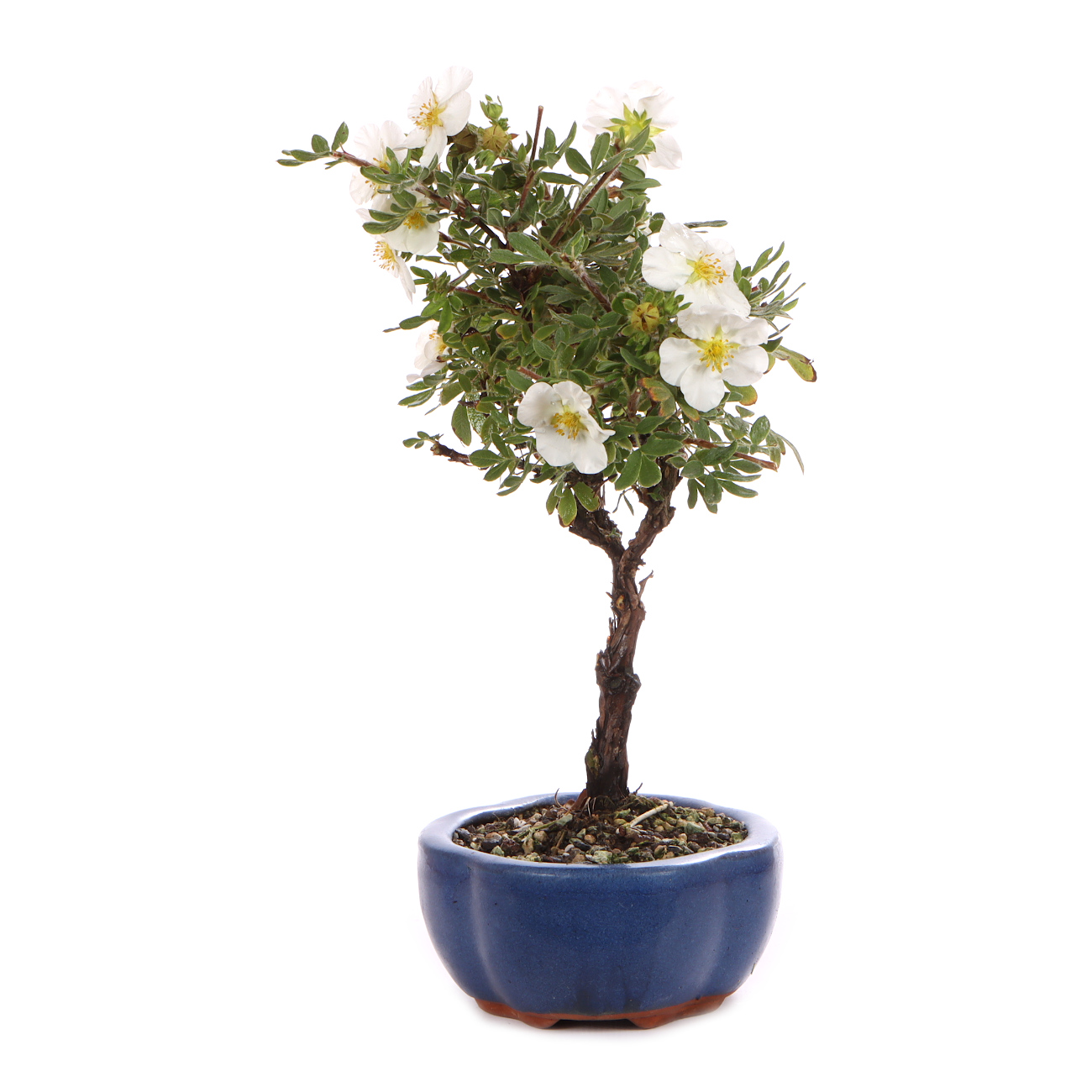 Seitenansicht rechts