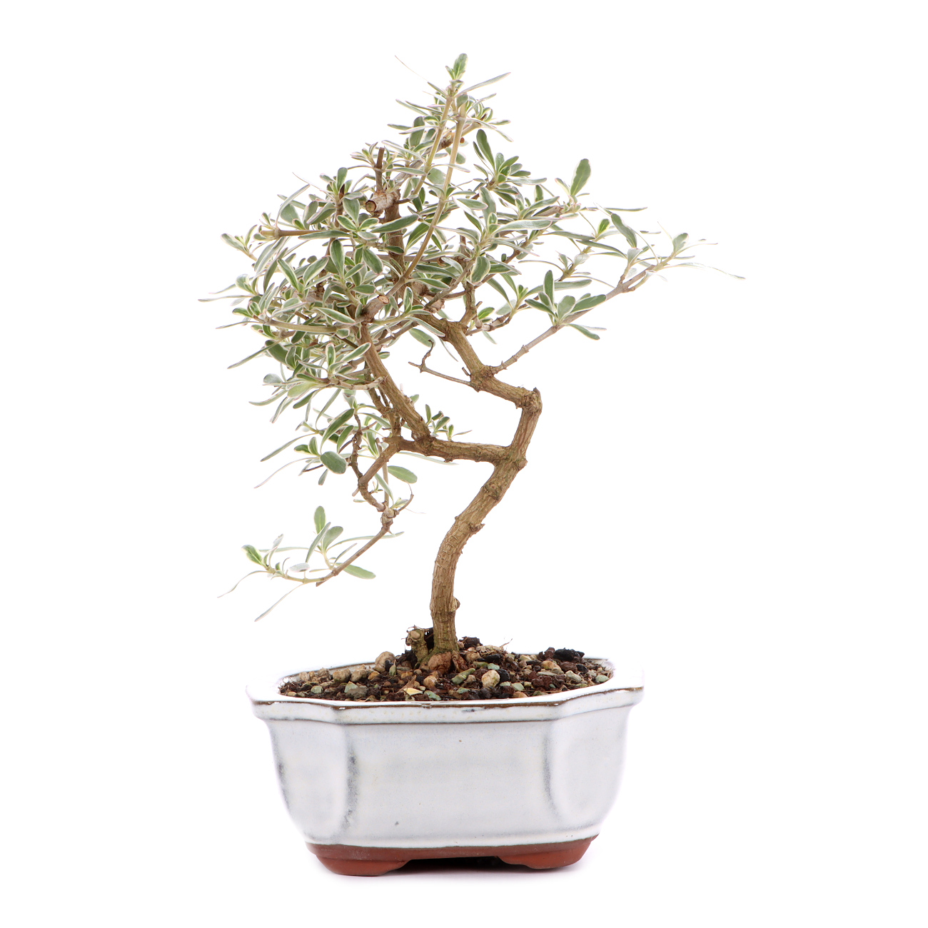 Coprosma x kirkii 'Variegata'