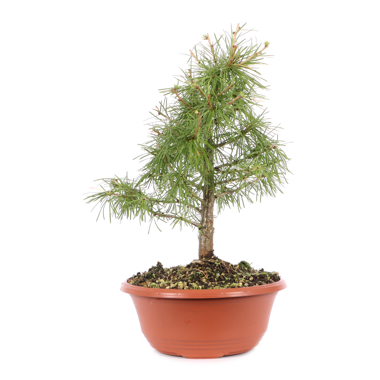 Larix decidua