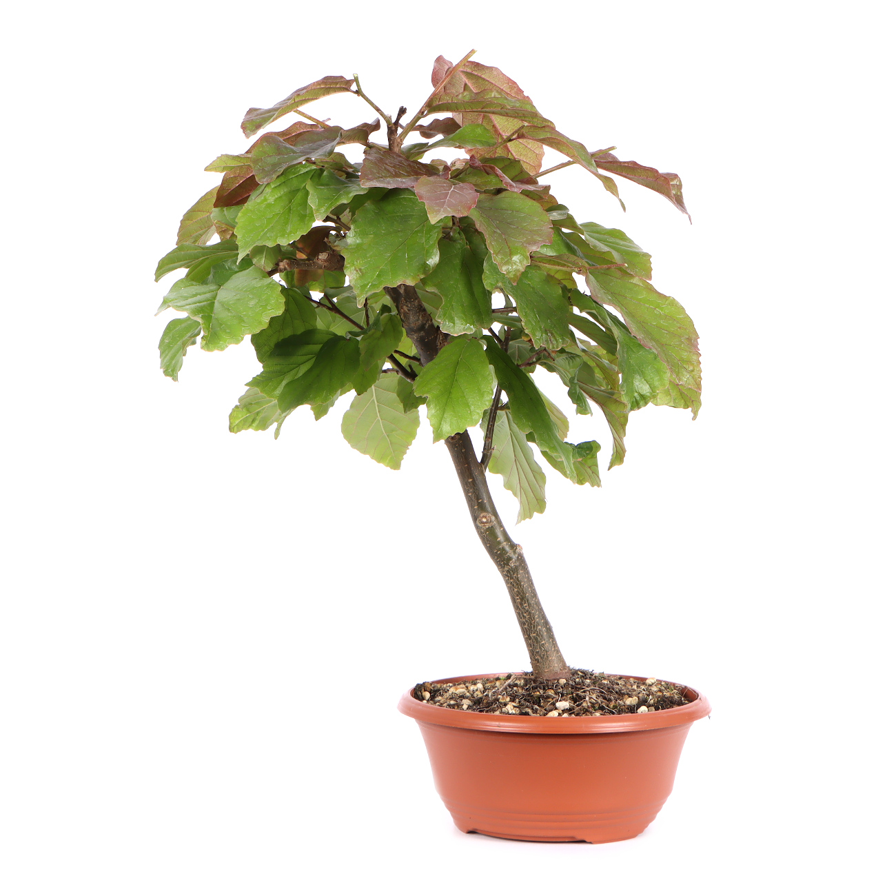 Seitenansicht rechts