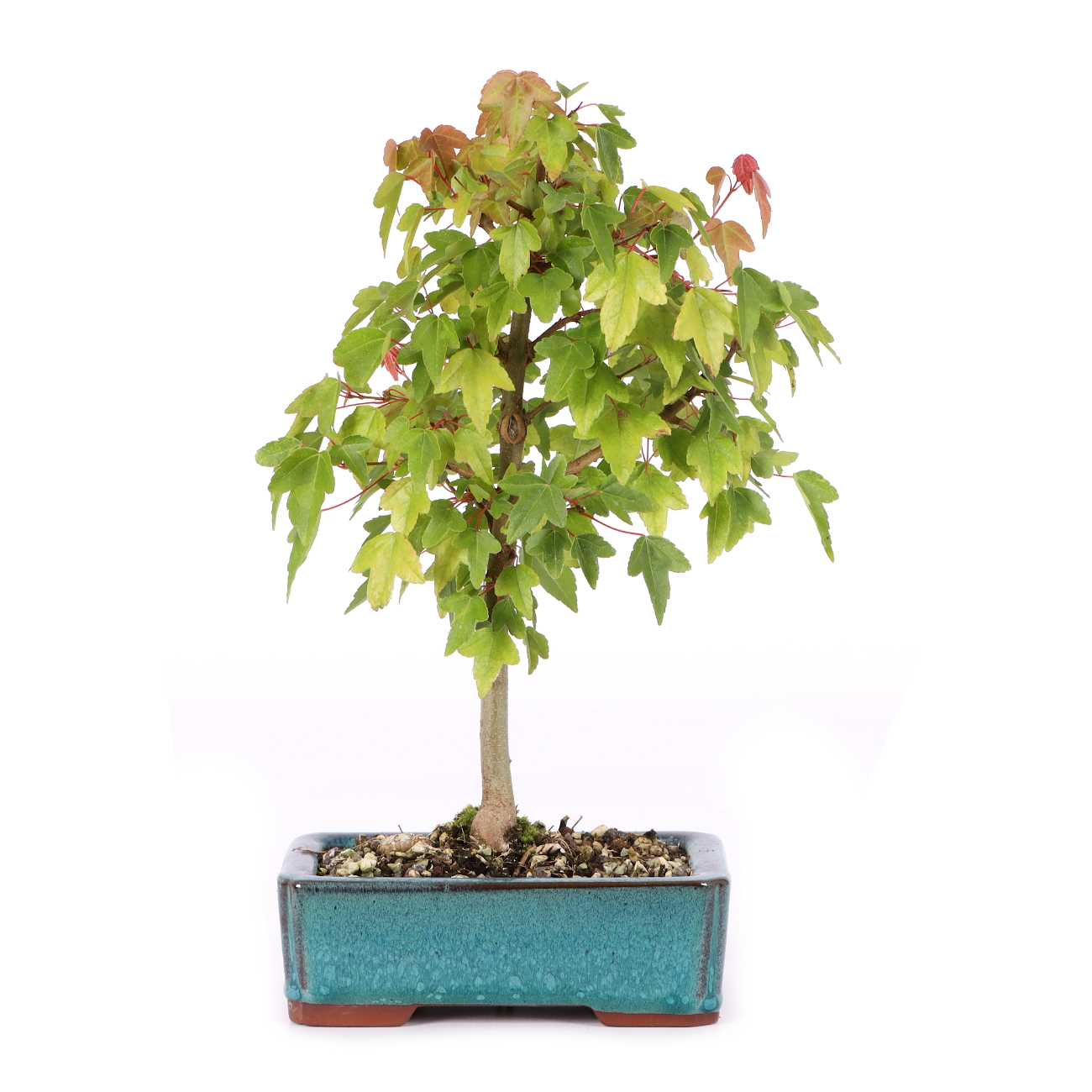 Acer buergerianum