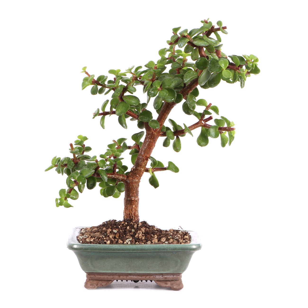 Portulacaria afra