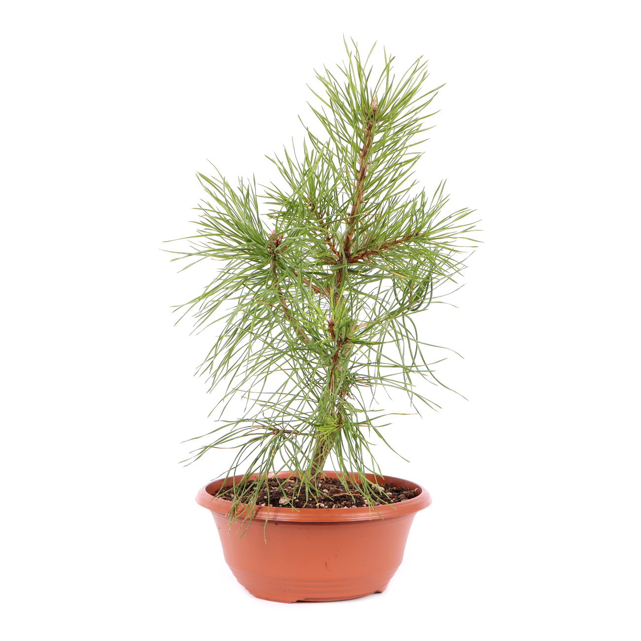 Seitenansicht rechts