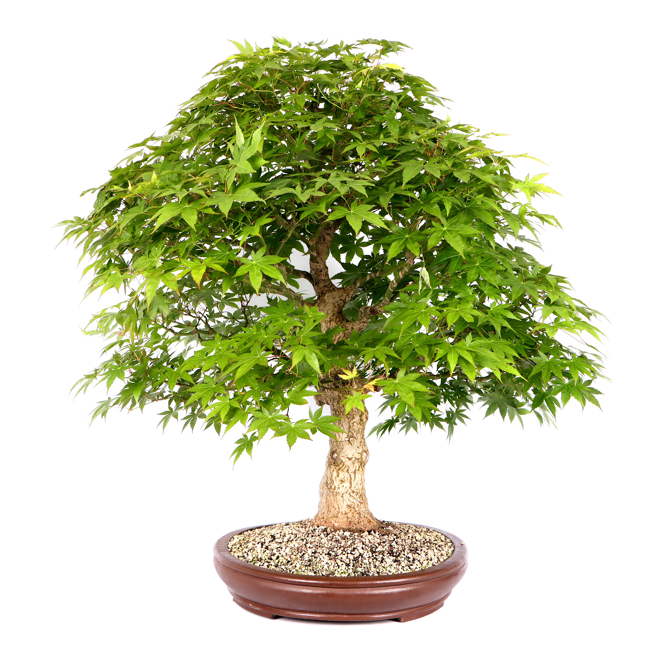 Seitenansicht rechts