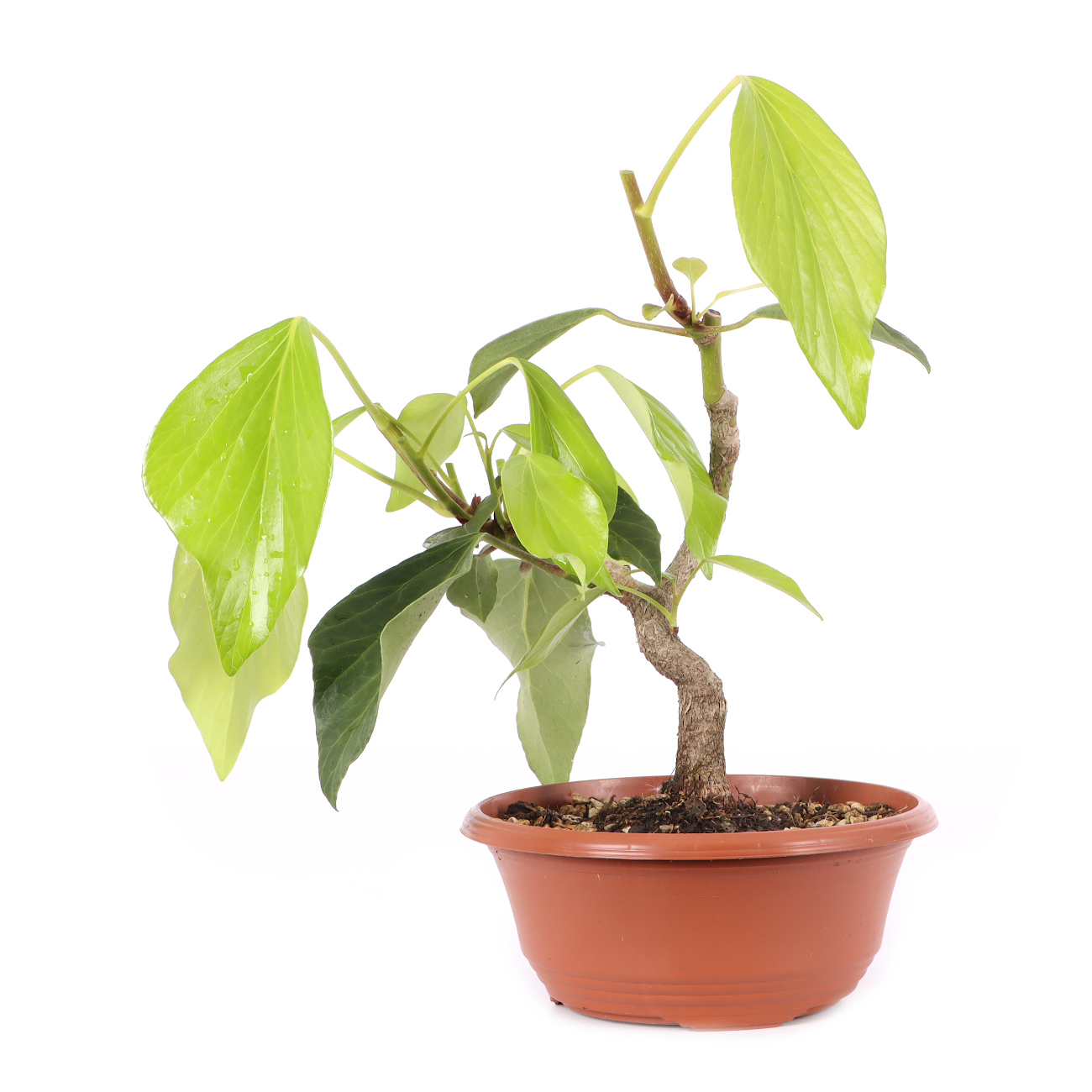 Hedera colchica 'Fall Favourite'