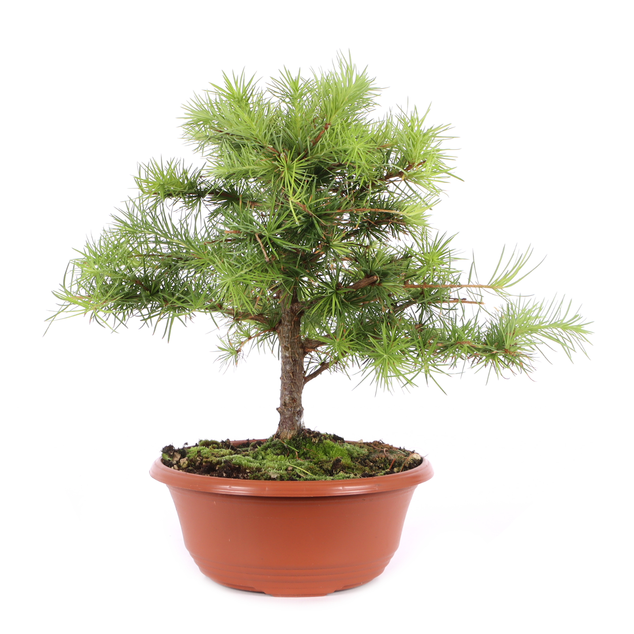 Larix kaempferi