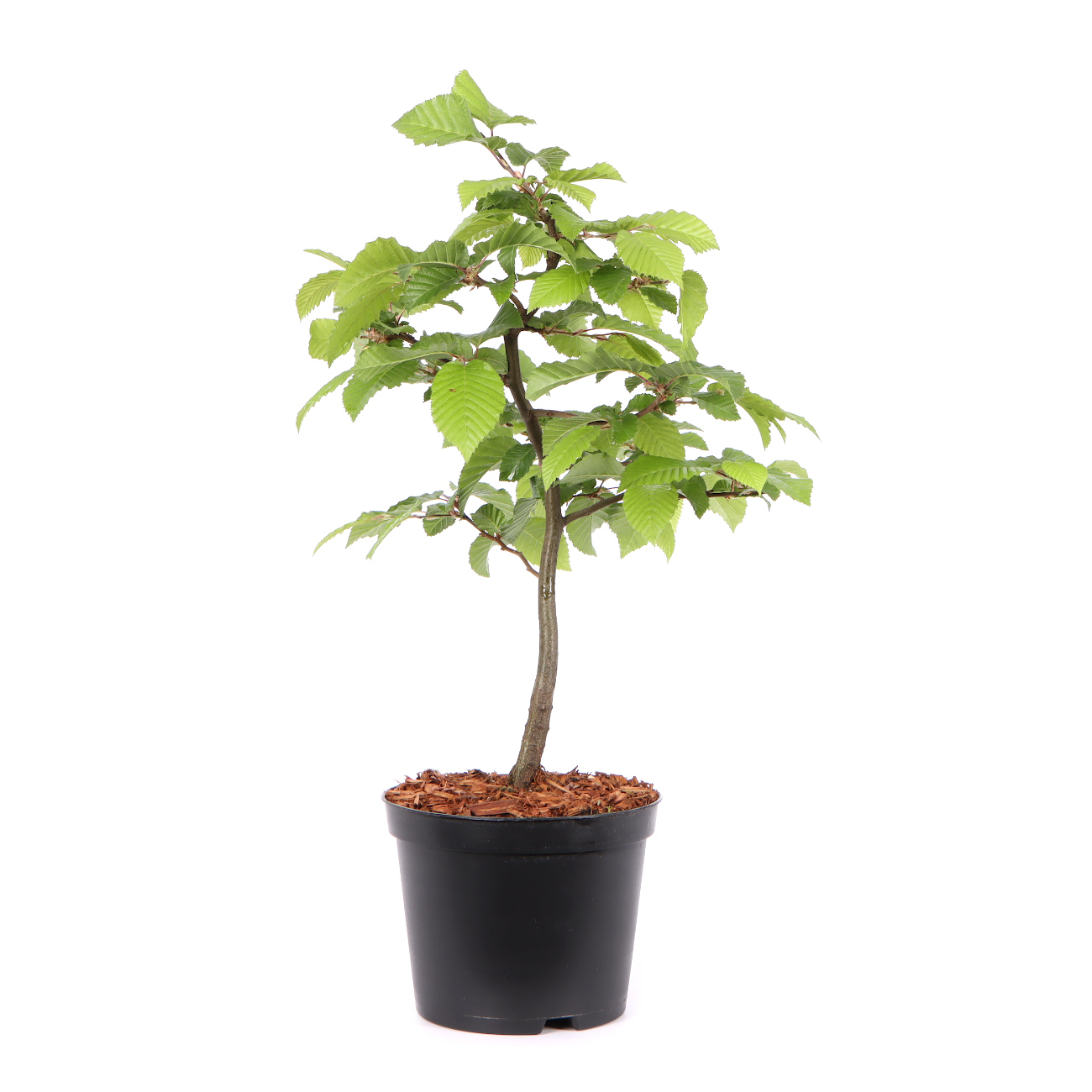 Seitenansicht rechts