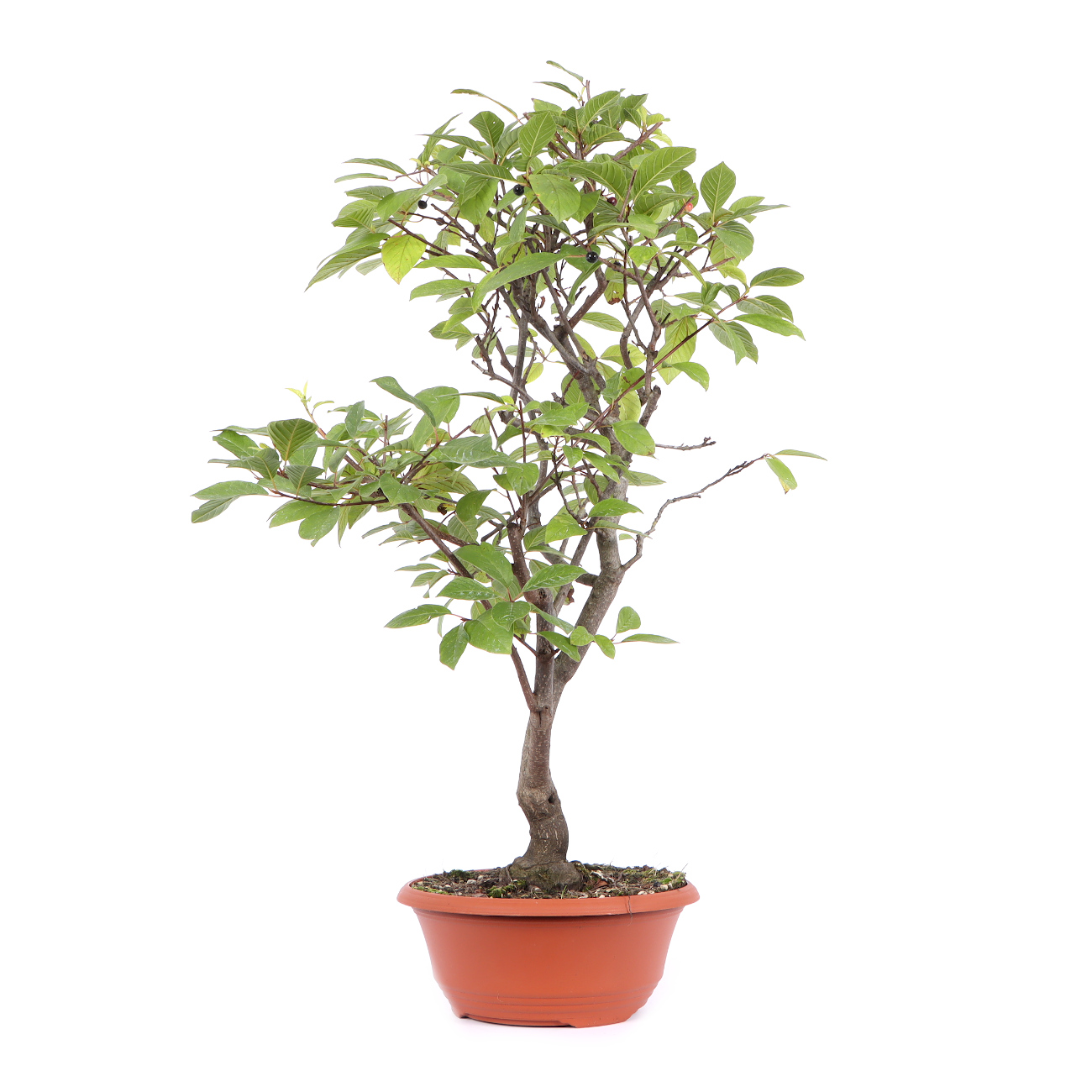 Seitenansicht rechts