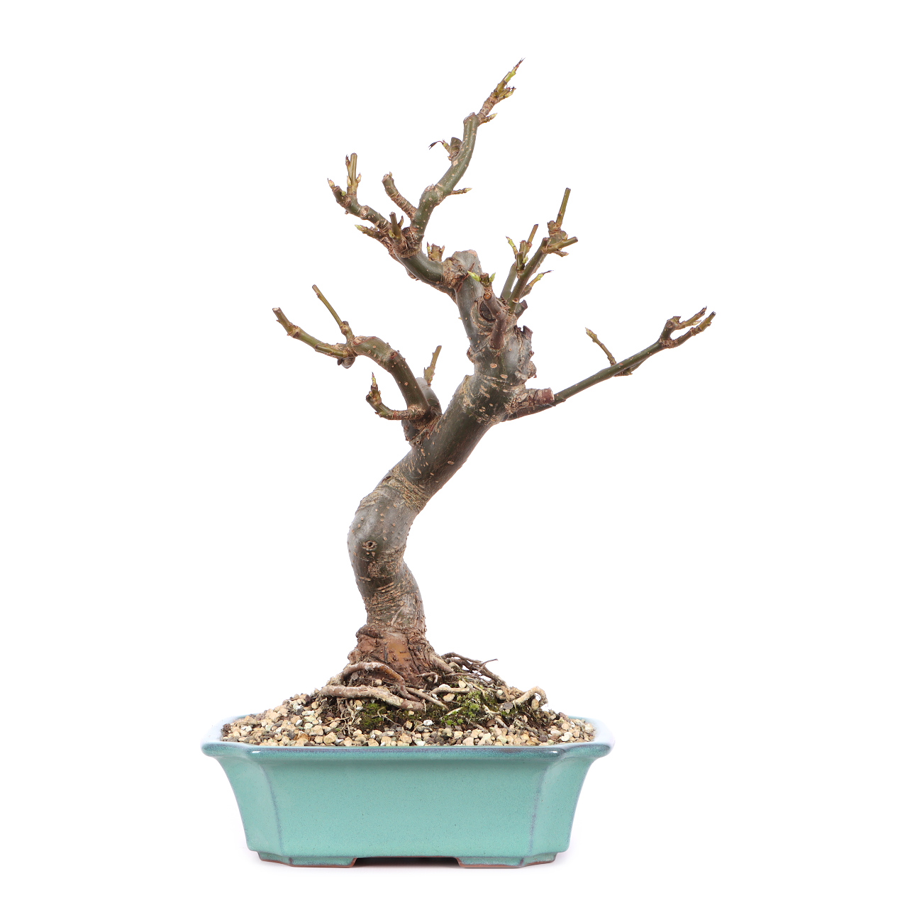 Liquidambar formosana