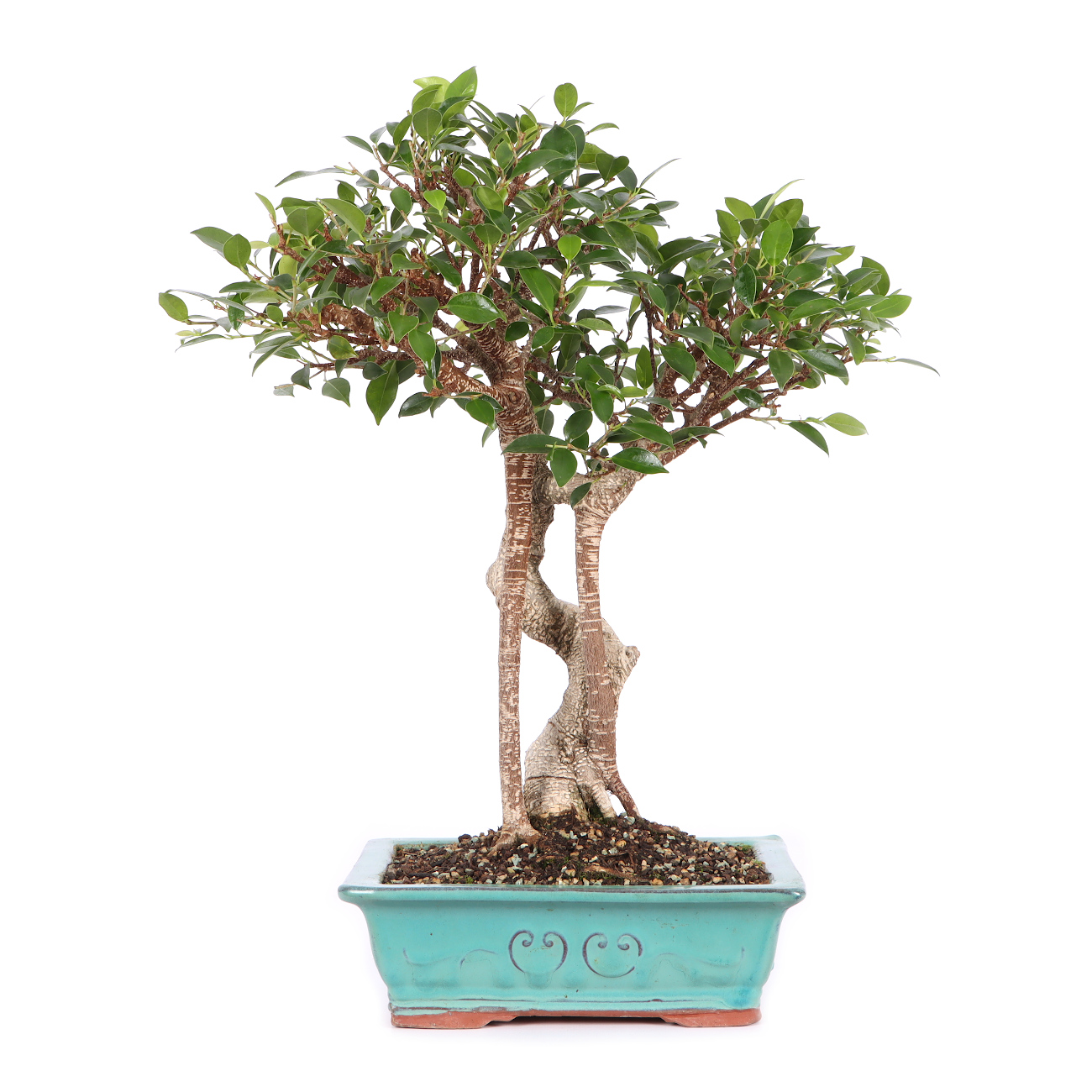 Ficus microcarpa 'Tiger Bark'