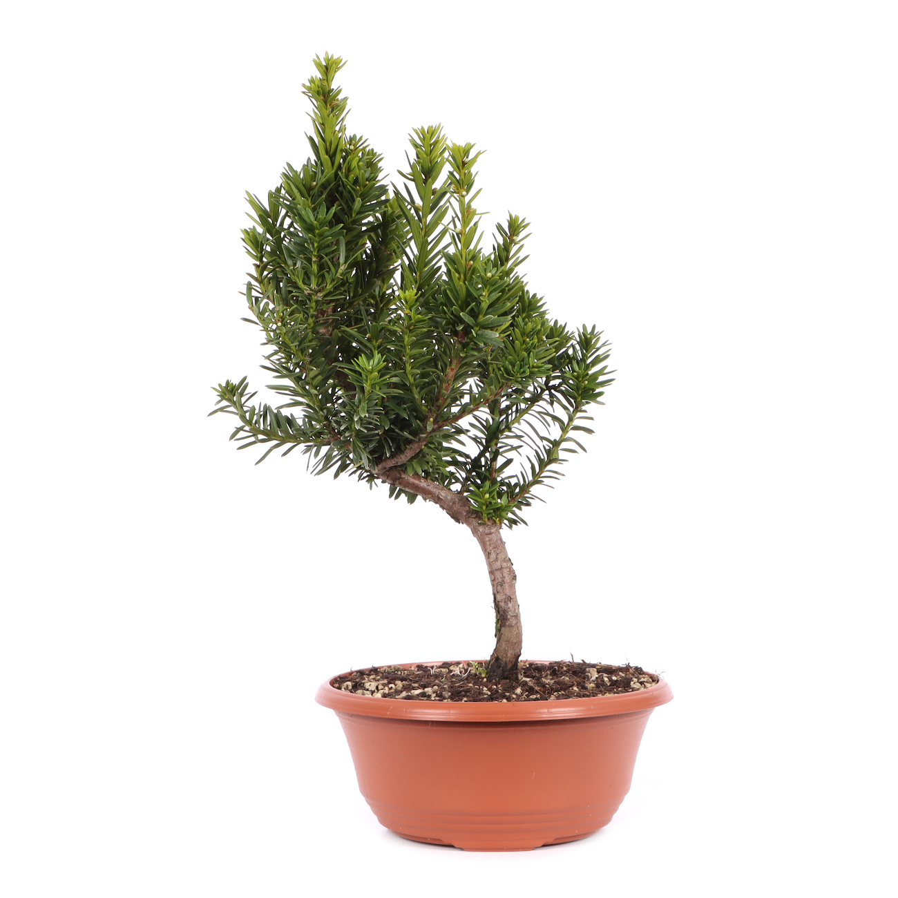 Taxus x media 'Hillii'