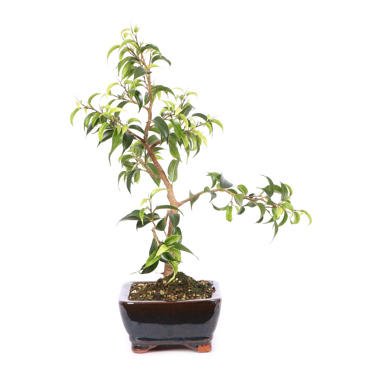 Ficus benjamina 'Natasja'