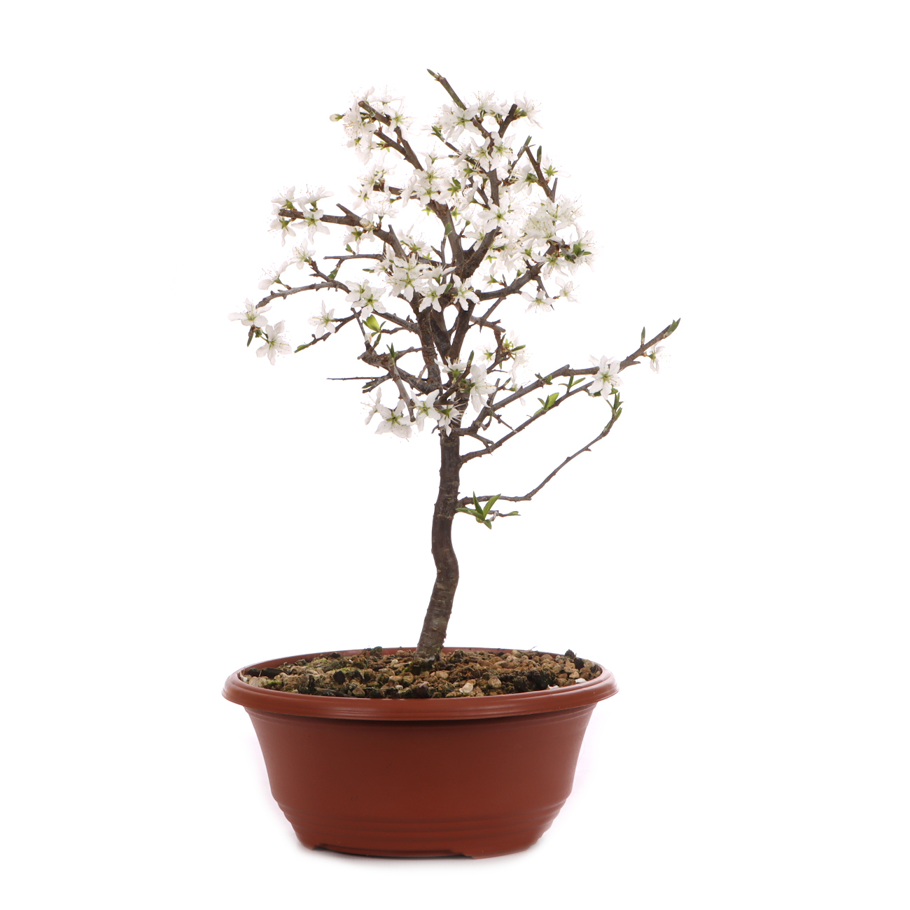 Prunus spinosa