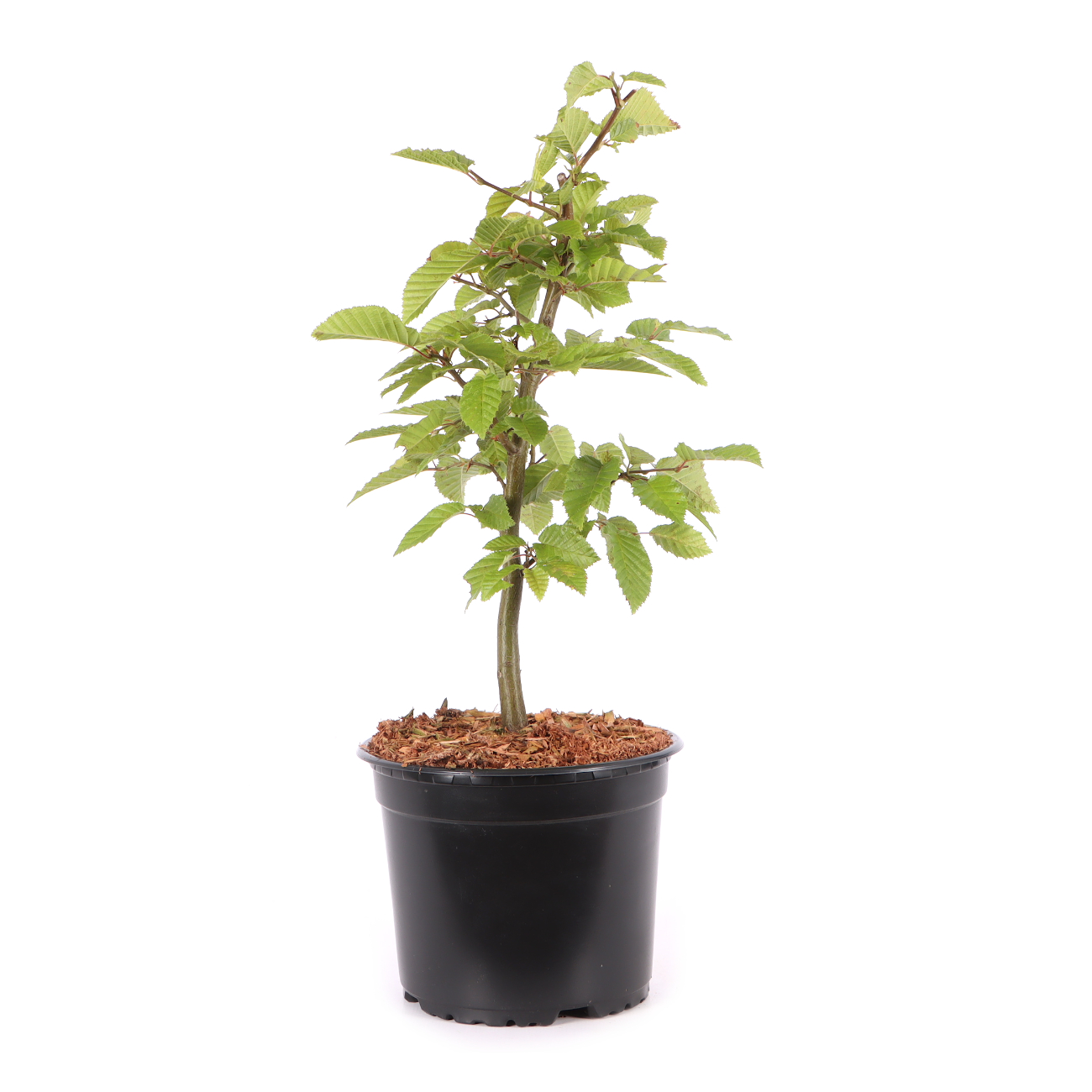 Carpinus betulus