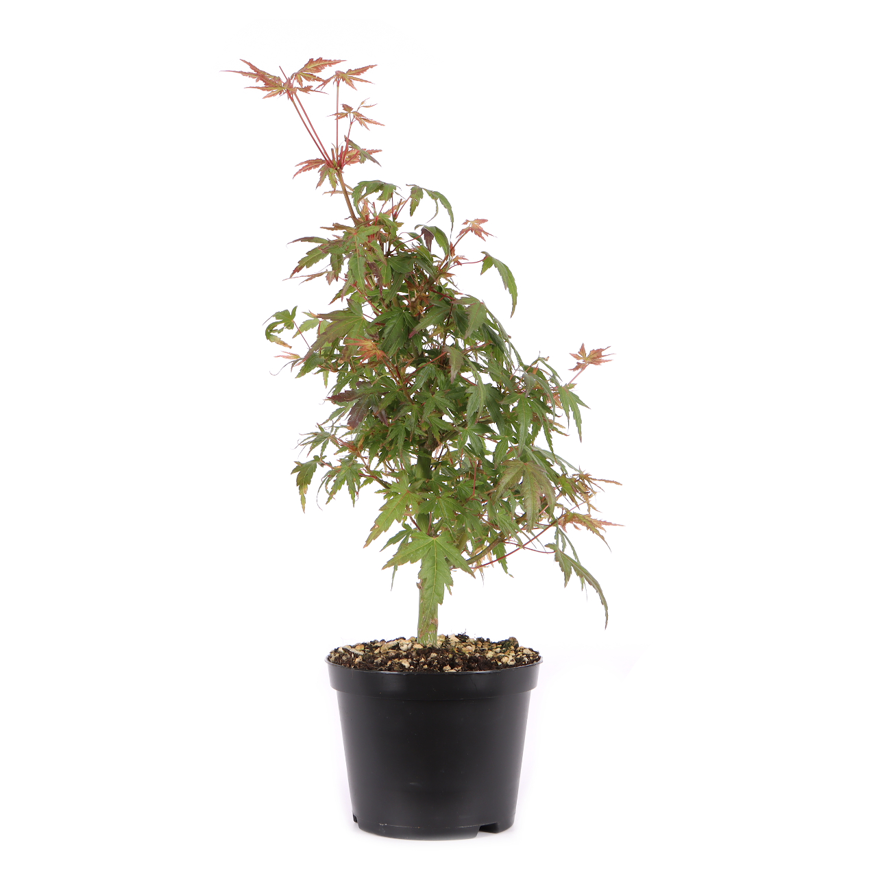Acer palmatum