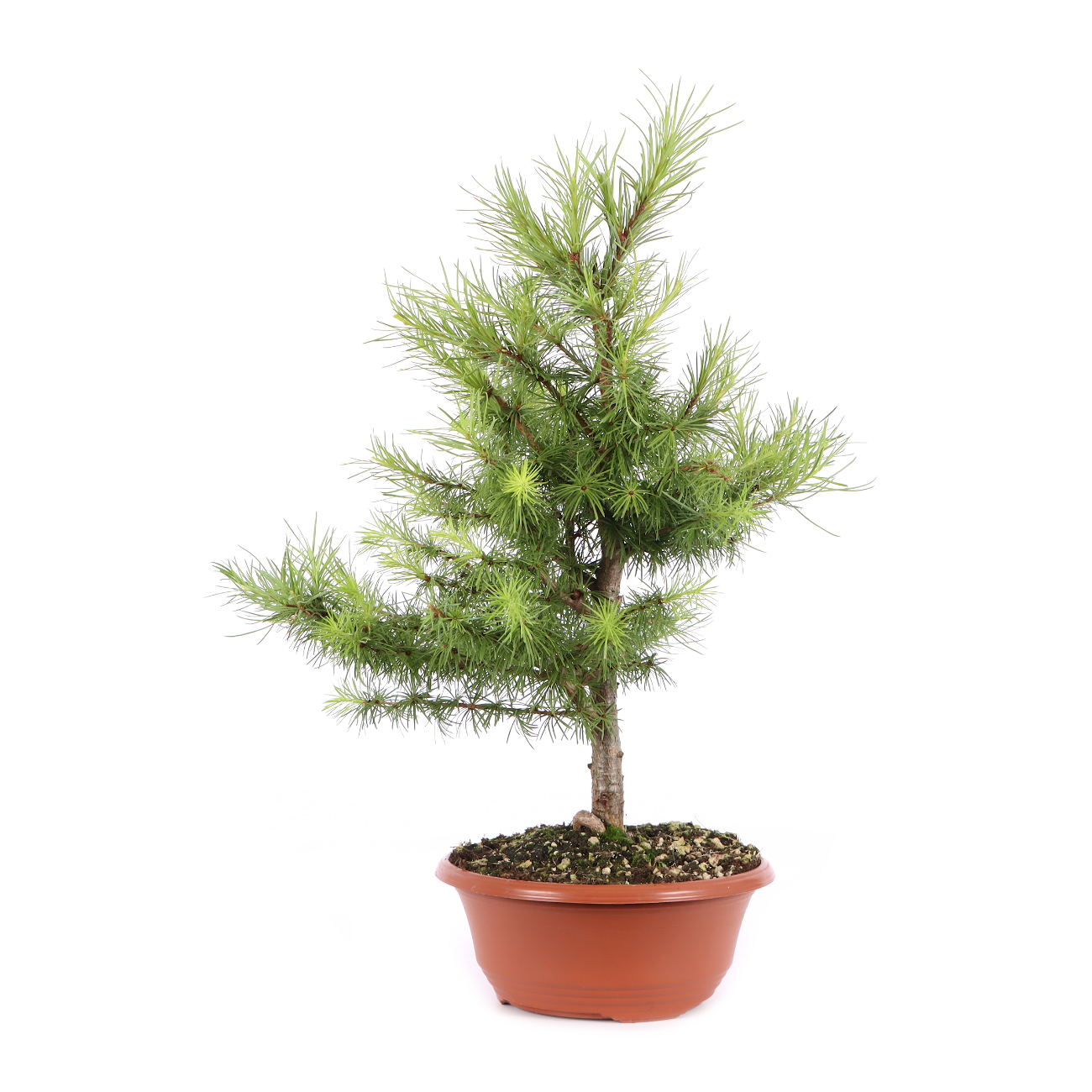 Larix kaempferi