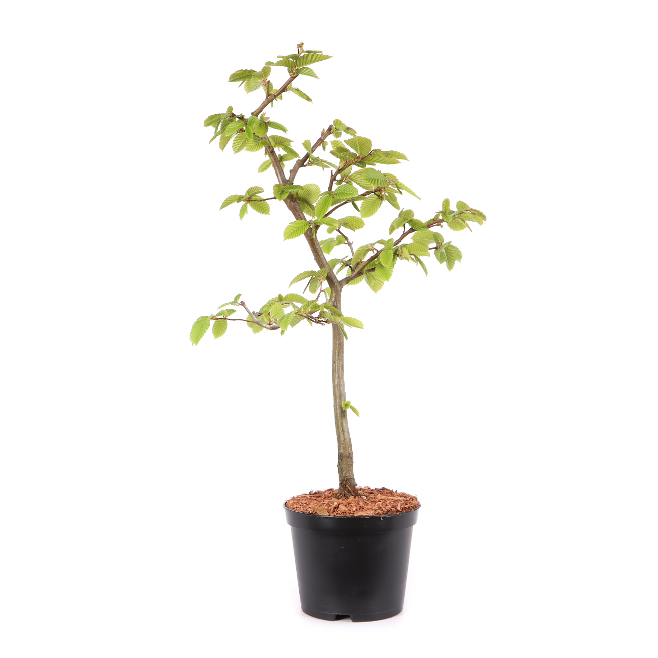 Carpinus betulus