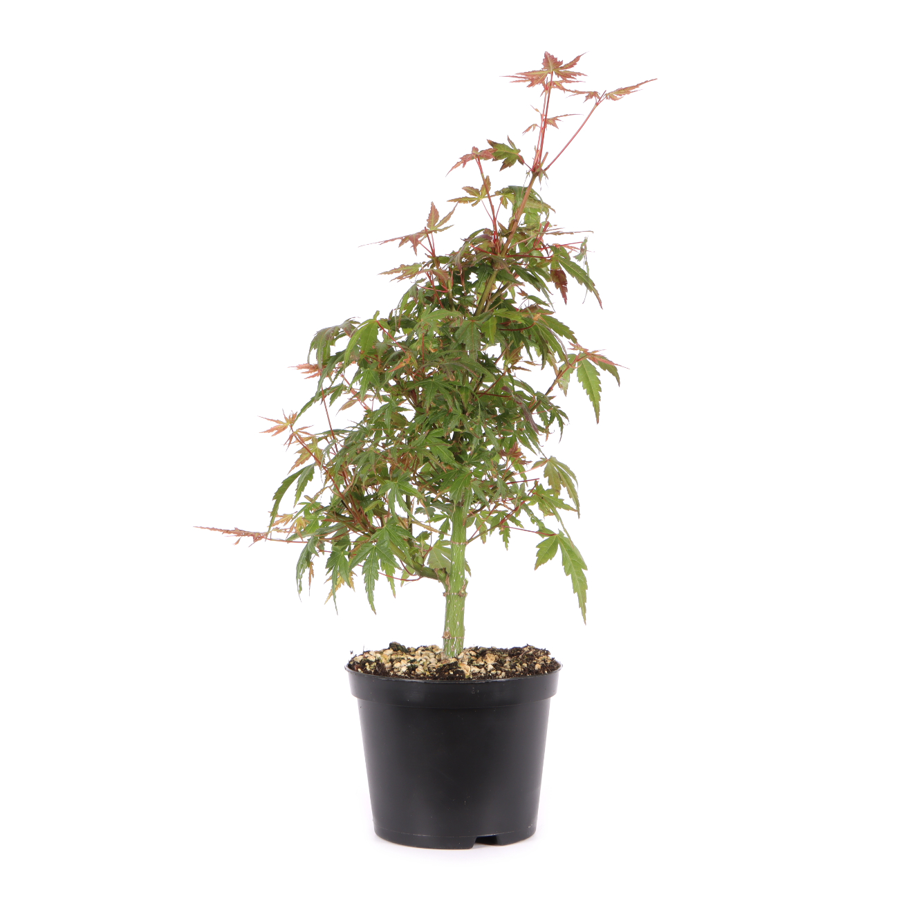 Acer palmatum