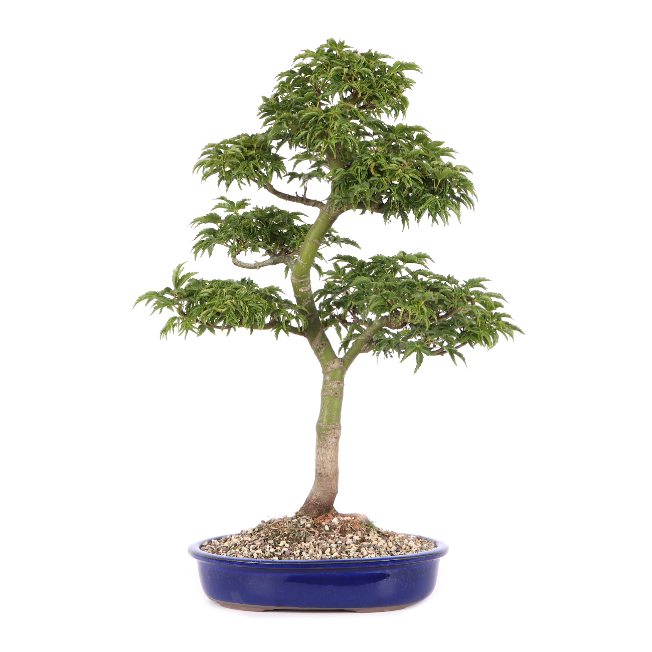 Acer palmatum 'Shishigashira'