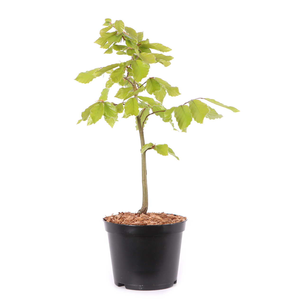 Fagus sylvatica