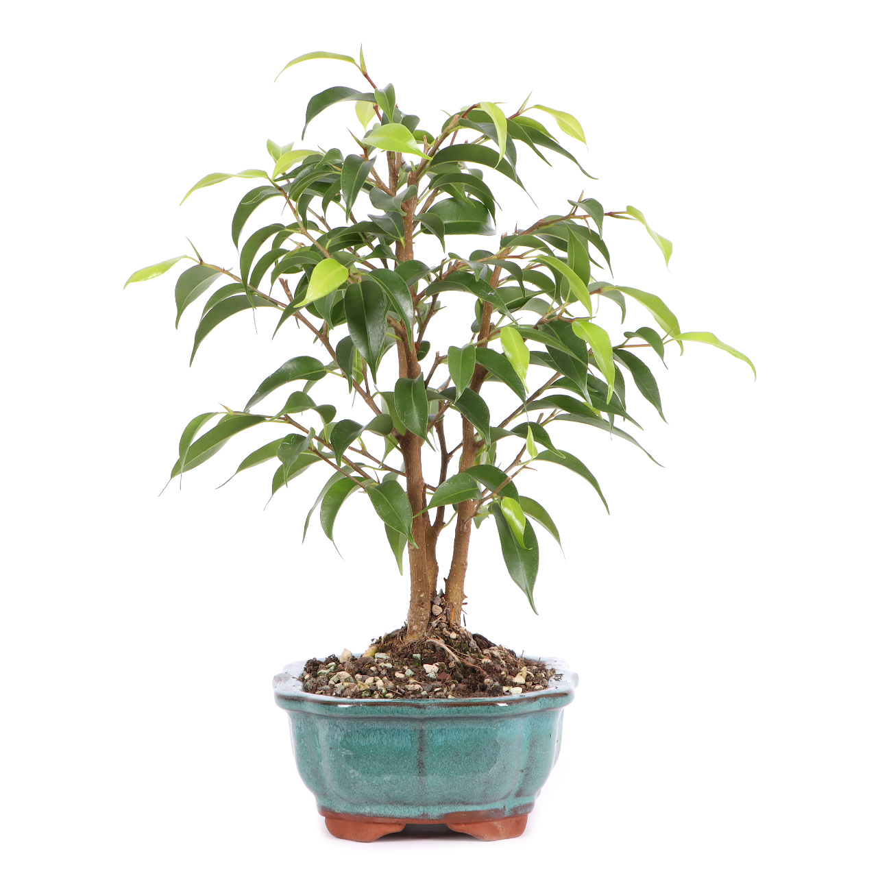 Seitenansicht rechts