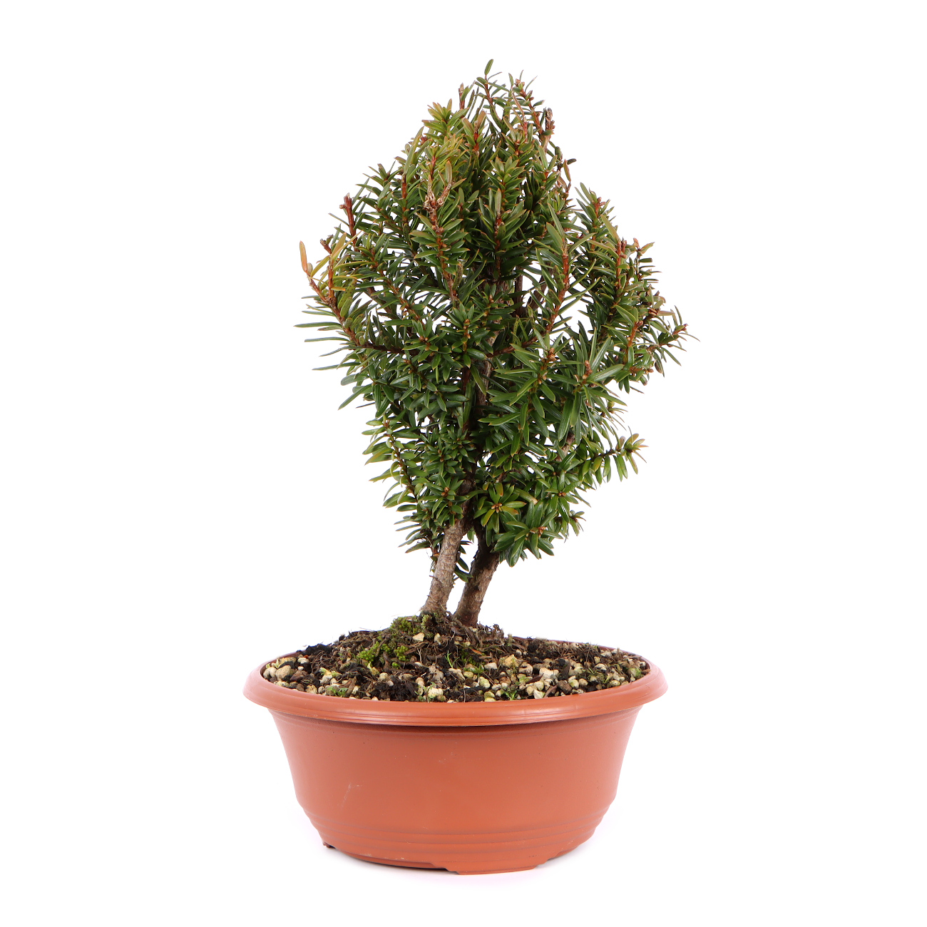 Seitenansicht rechts