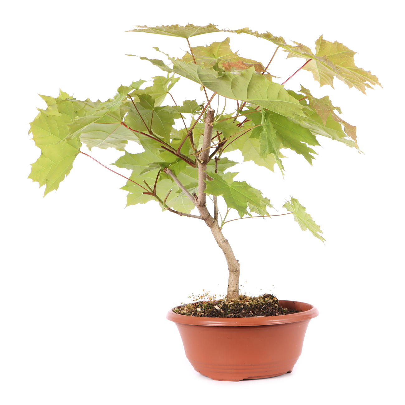 Acer platanoides