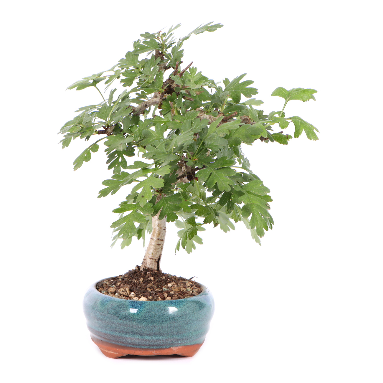 Seitenansicht rechts