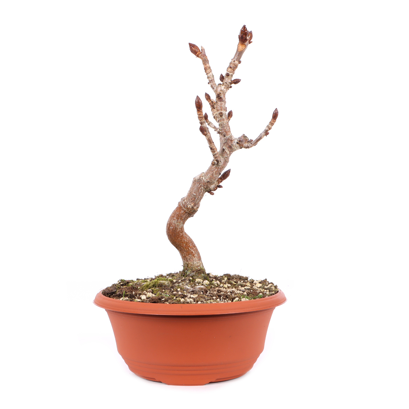 Aesculus hippocastanum