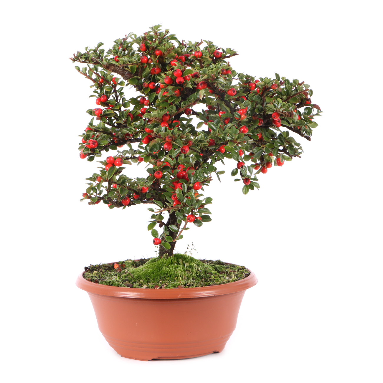 Cotoneaster praecox