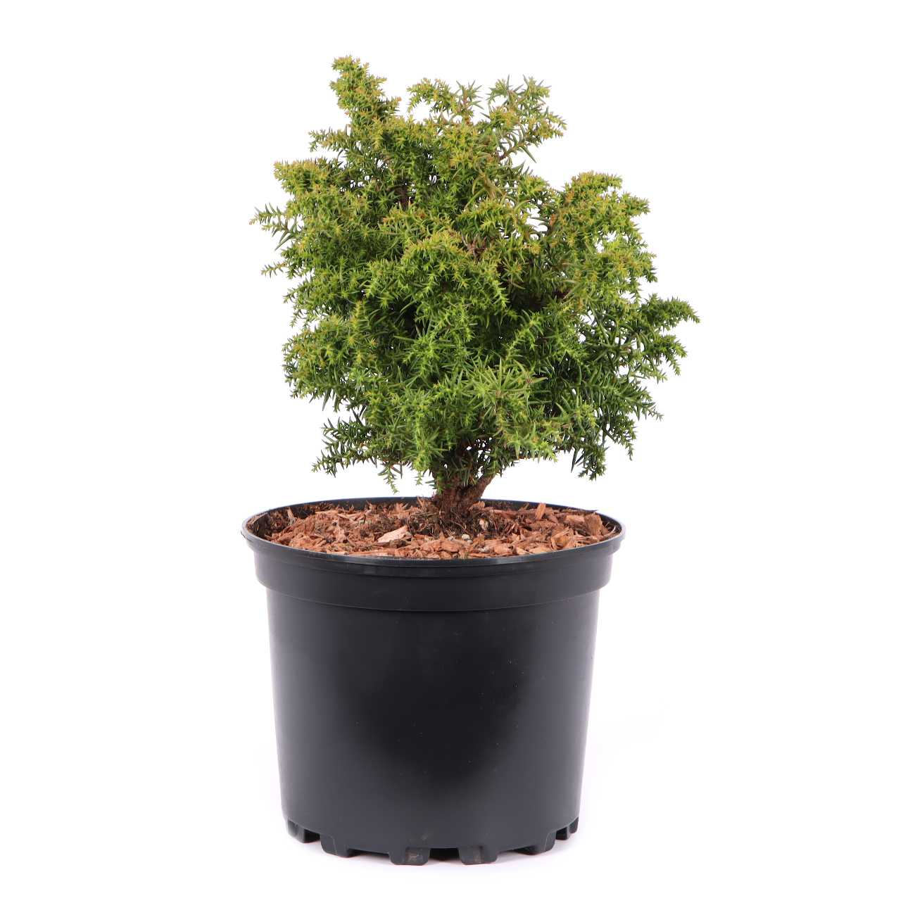 Seitenansicht rechts