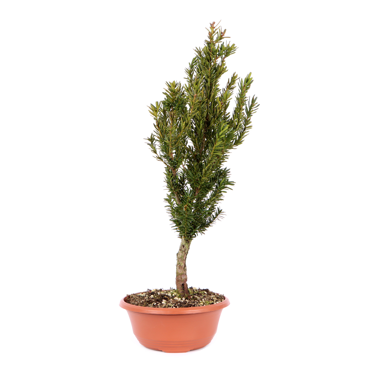 Seitenansicht rechts