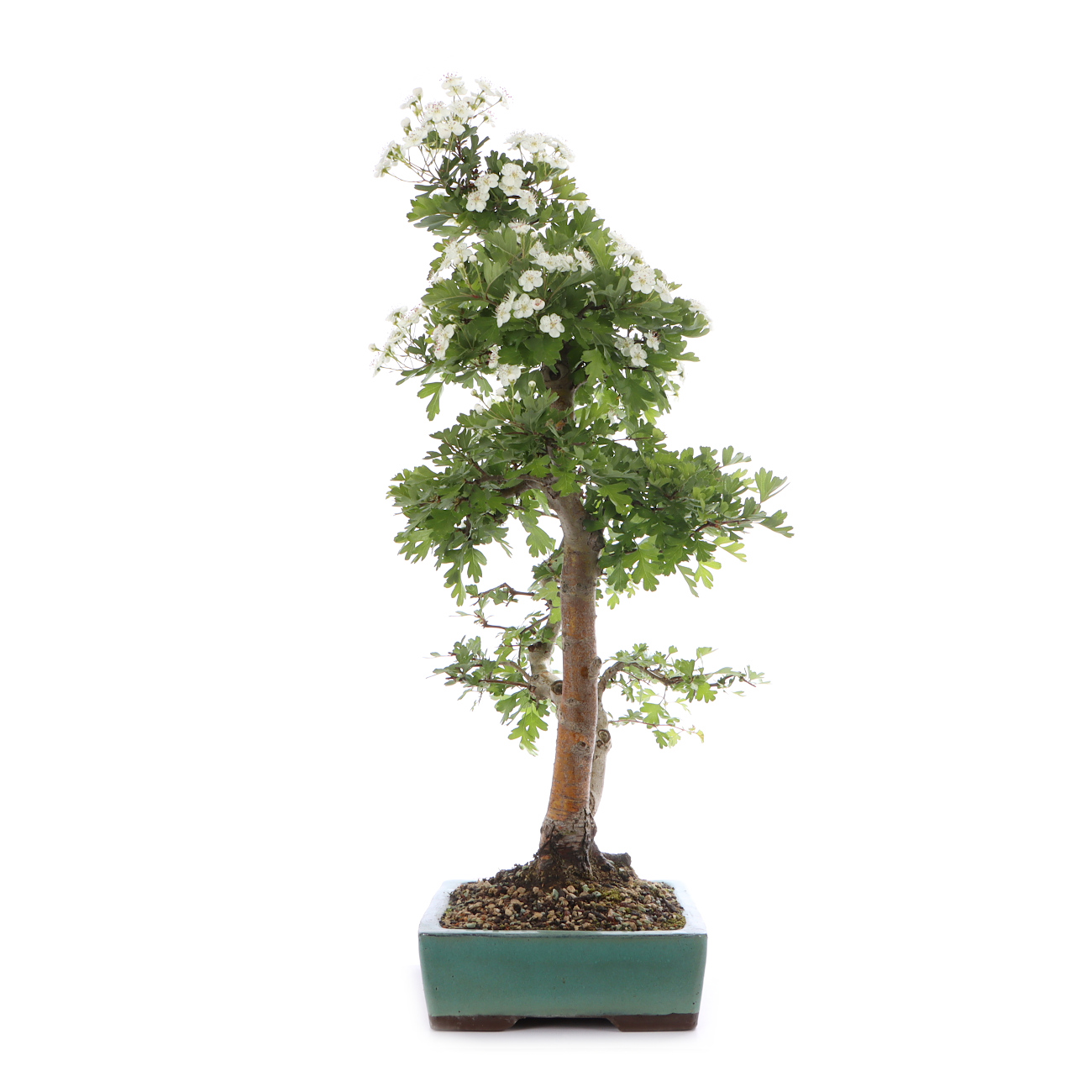 Crataegus monogyna