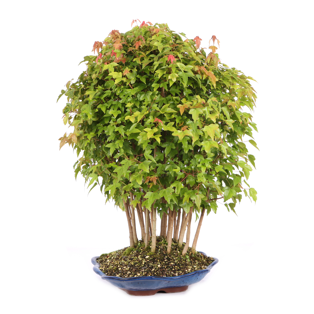 Acer buergerianum