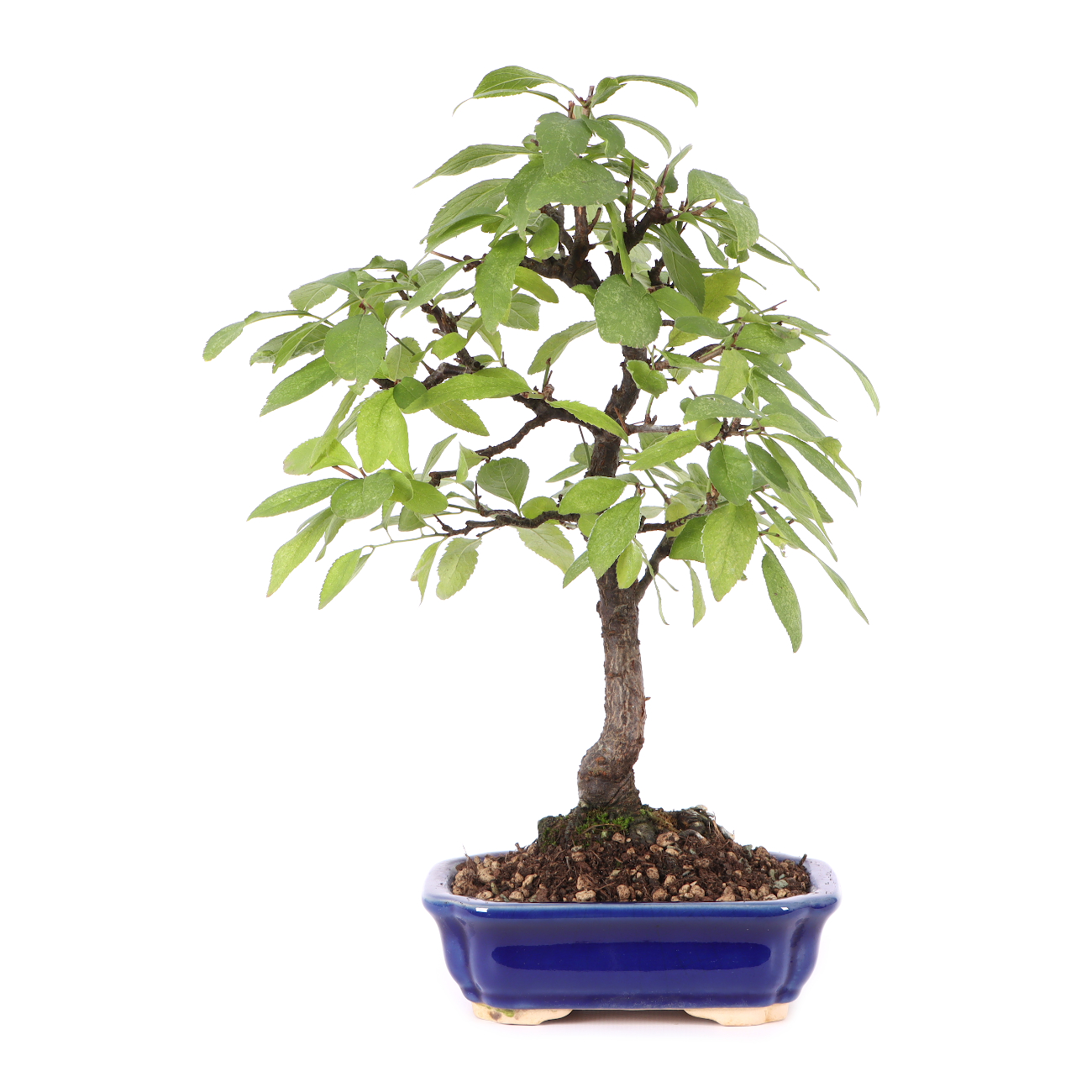 Prunus spinosa