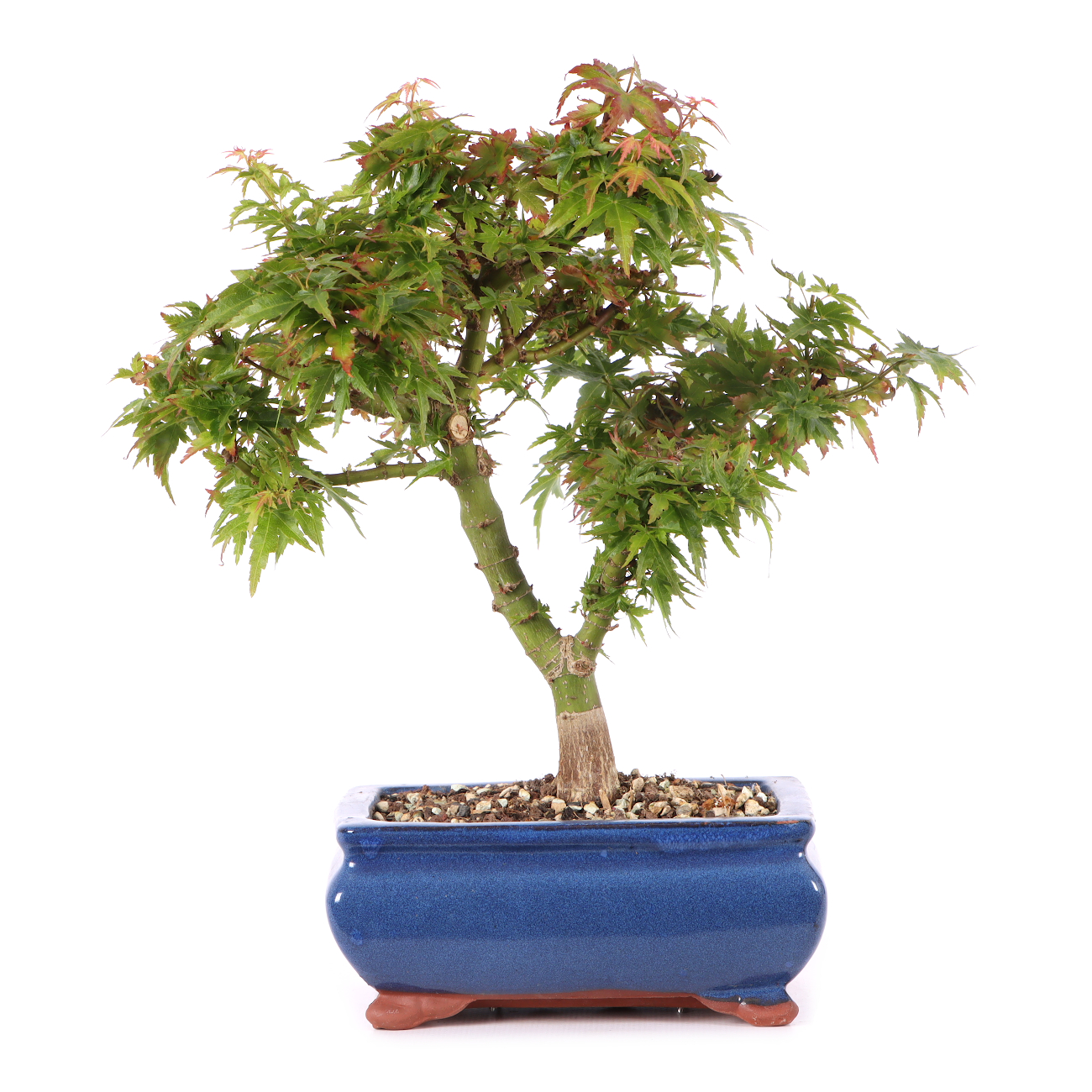 Acer palmatum 'Kotohime'