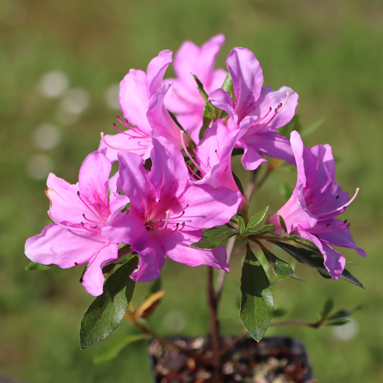 Rhododendron indicum 'Shisen'