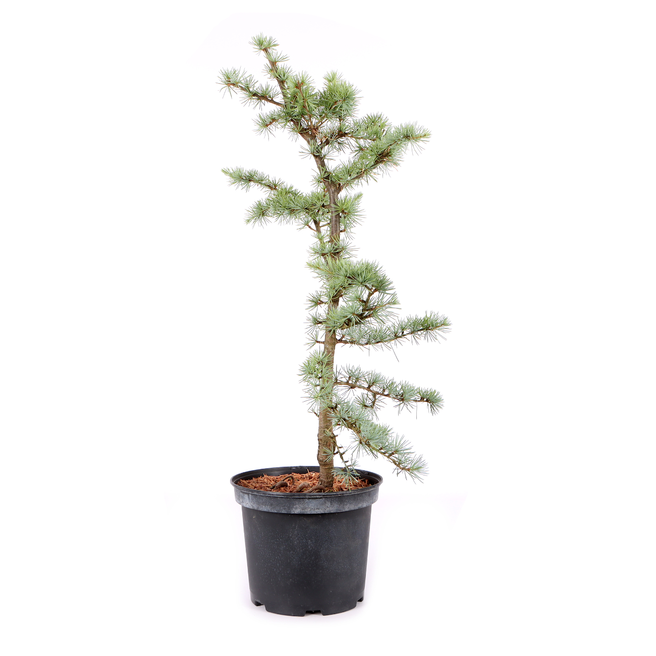 Cedrus atlantica 'Glauca'