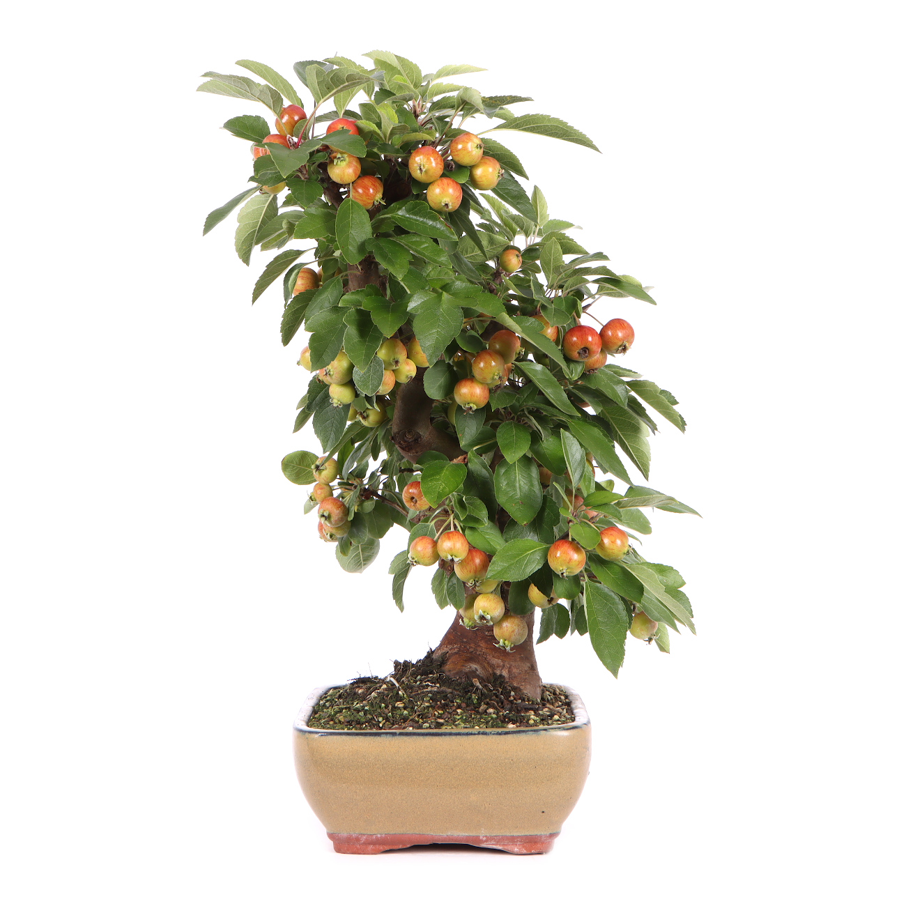 Seitenansicht rechts