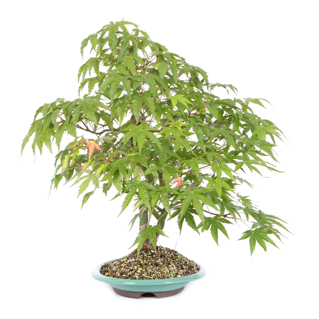 Seitenansicht rechts